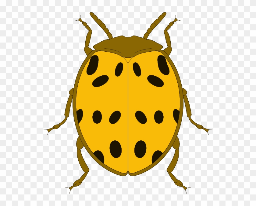 Yellow And Black Spotted Beetle Clip Art At Clker - Clip Art #723436