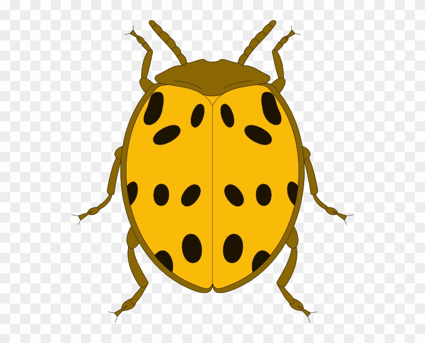 Yellow And Black Spotted Beetle Clip Art At Clker - Clip Art #723436