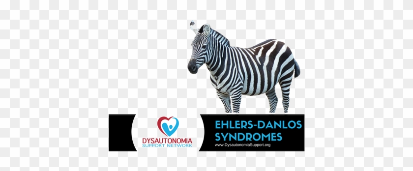 In Order To Spread Awareness Of Ehlers-danlos Syndromes - Transparent Background Png Zebra #724004