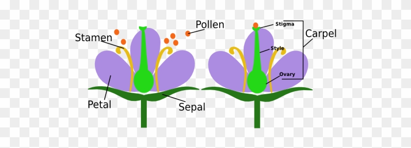 Watch Clipart Stamen - Female And Male Flower Parts #133002