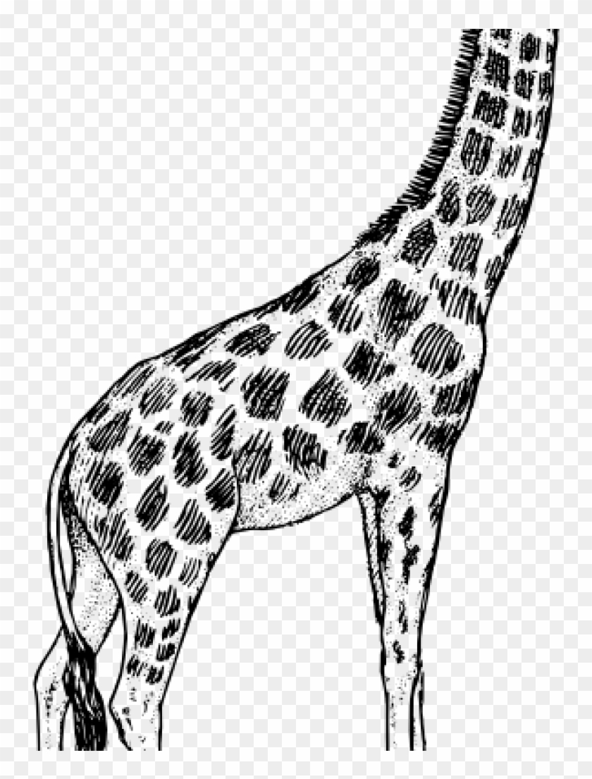 Giraffe Clipart Black And White Giraffe Drawing Clip - Giraffe Black And White Clipart #135169