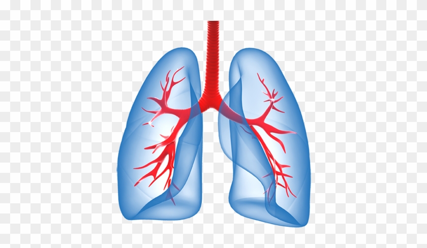 Lungs - Stronger Lungs - Free Transparent PNG Clipart Images Download