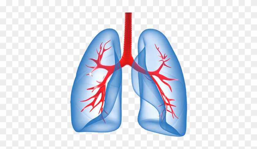 Lungs - Stronger Lungs #135403