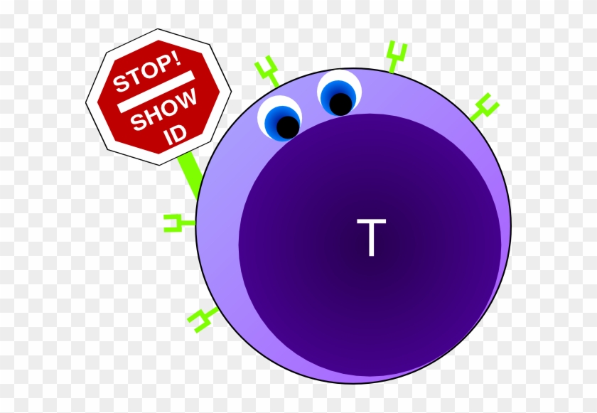 Helper T Cells Clipart #135532