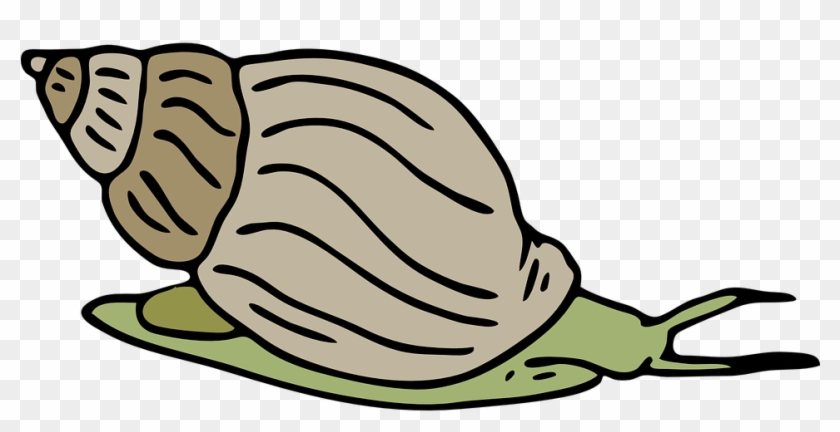 Mollusc Clipart Different - Clip Art Picture Of Snail #135964