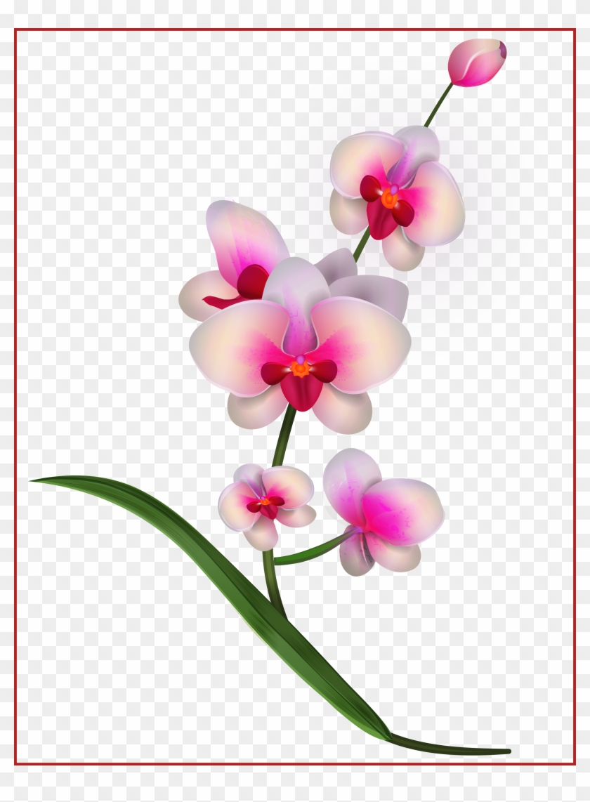 Stunning Orchid Clipart Png Image Flowers And For Concept - Orhid Flowers Cliparts #725998