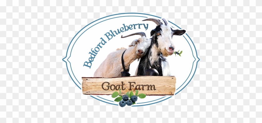 Blueberry Goat #727013
