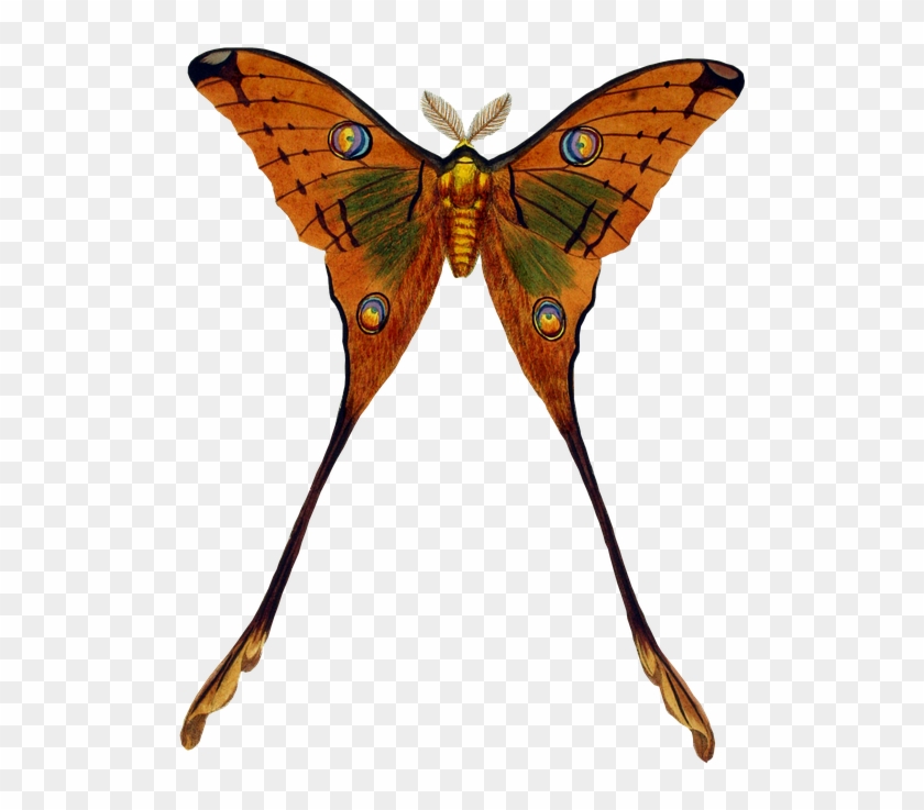 Schmetterling, Tier, Insekt, Falter, Freigestellt - Butterflies Png Colorful Real #727838