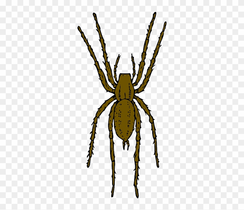 Cartoon, Spider, Bug, Insect, Spiders, Leap - Brown Spider Clipart #728885