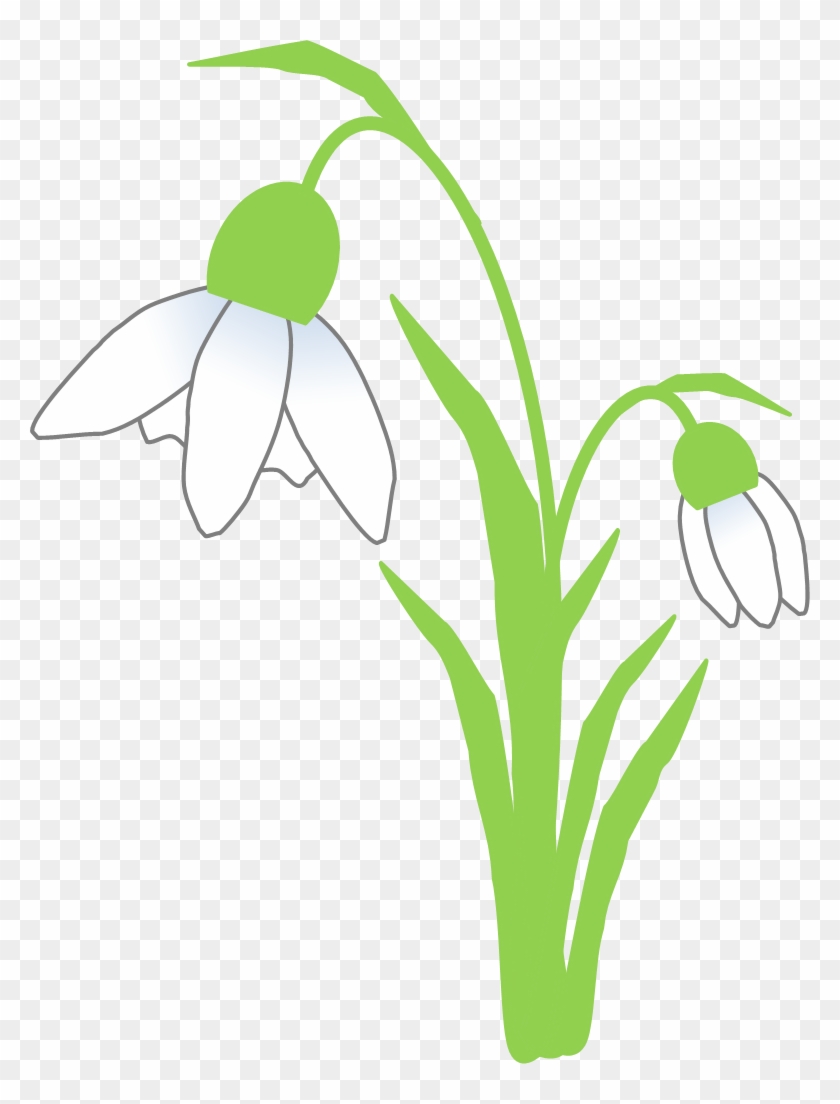 Ghiocelul - Snowdrop #728913