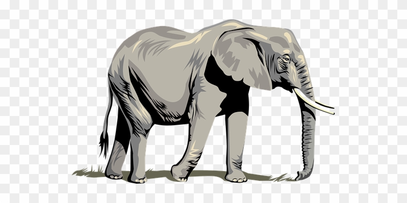 Elephant Animal Trunk Tusks Large Wild Nat - Five Animal Kingdoms #729245