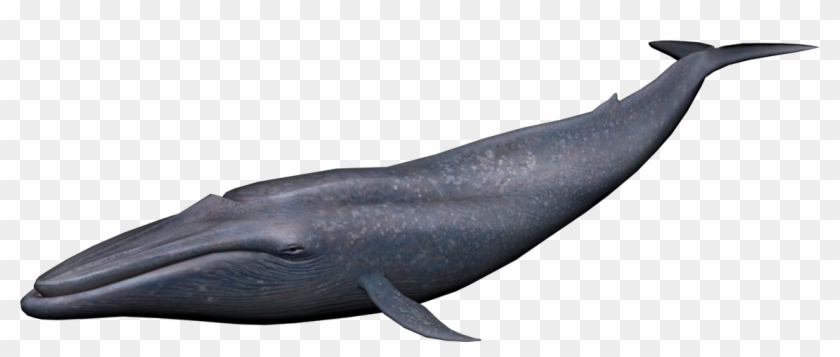 Whale Png - Blue Whale Png #729577
