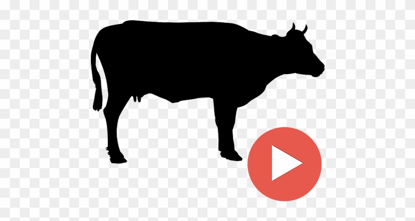 Beef Videos - Cow Clip Art Black And White #730145