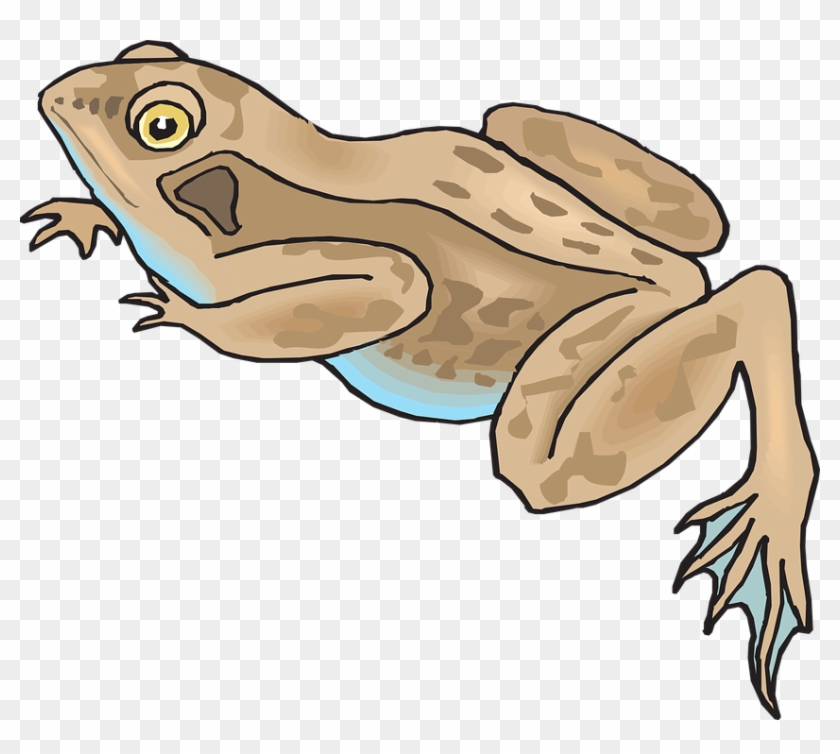 Brown Frog Cartoon #730376