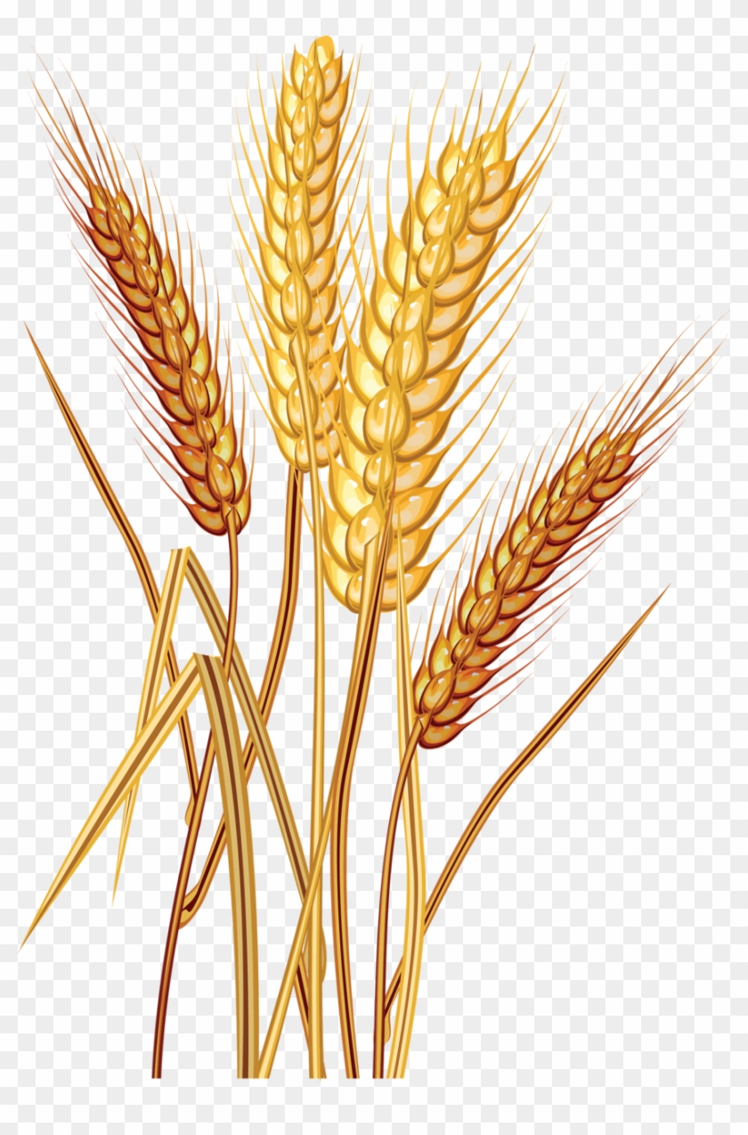 Wheat Clipart #732601