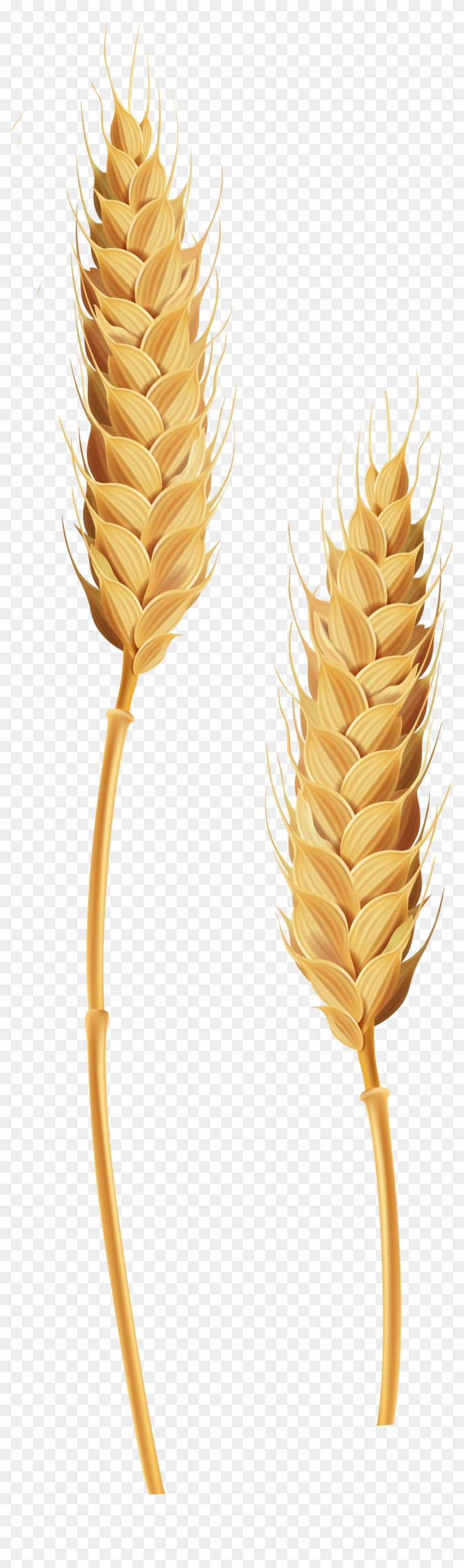 Wheat Stalks Transparent Clip Art Image - Wheat Transparent #732626