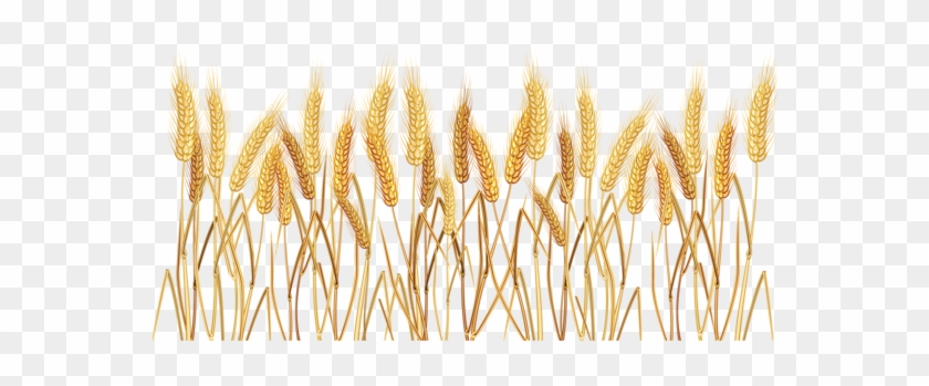 Wheat Clipart Border - Grain Vector Free Download #732630