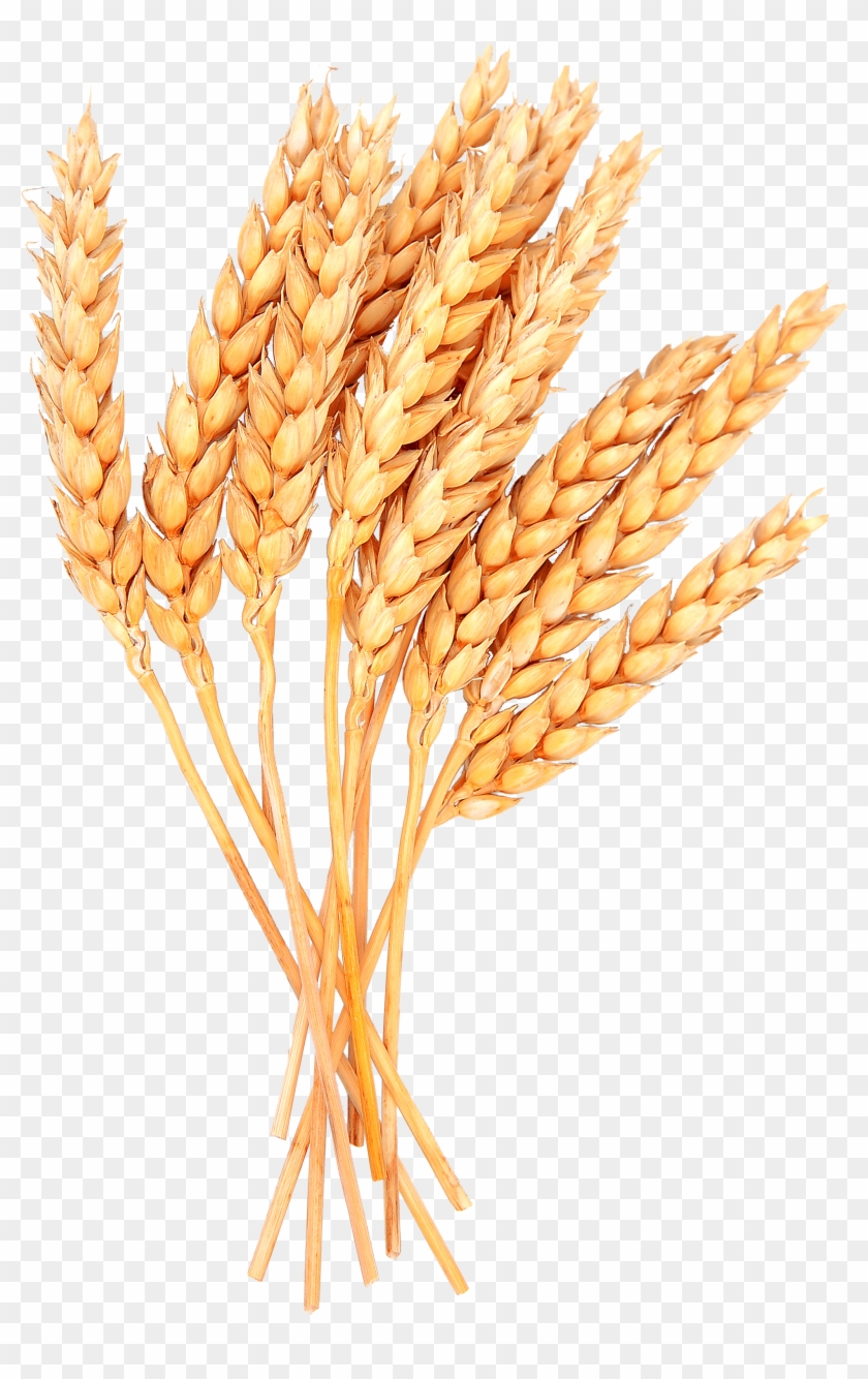 Grains Clipart Sheaf Wheat - Sheaves Of Wheat Clipart #732648