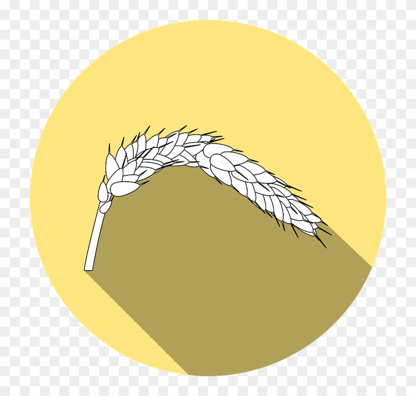 Wheat Vector 22, Buy Clip Art - Celiac Disease #732696