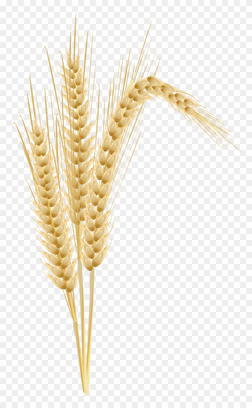 Wheat Plant Clipart Png #732708