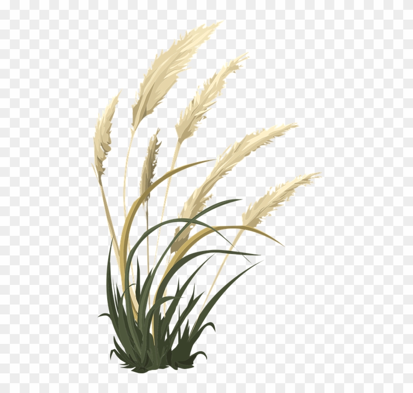 Free Wheat Vector 17, Buy Clip Art - Pampas Grass Transparent #732713