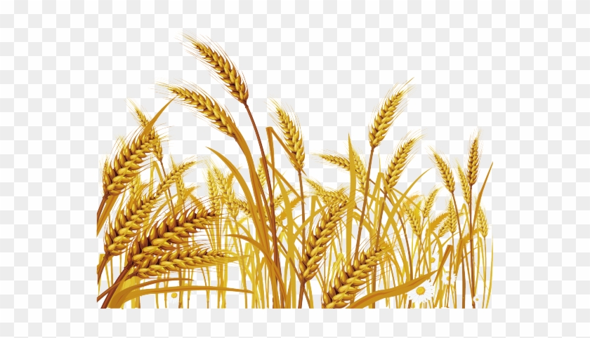 Malt Clipart Wheat Grass - Png Wheat #732728