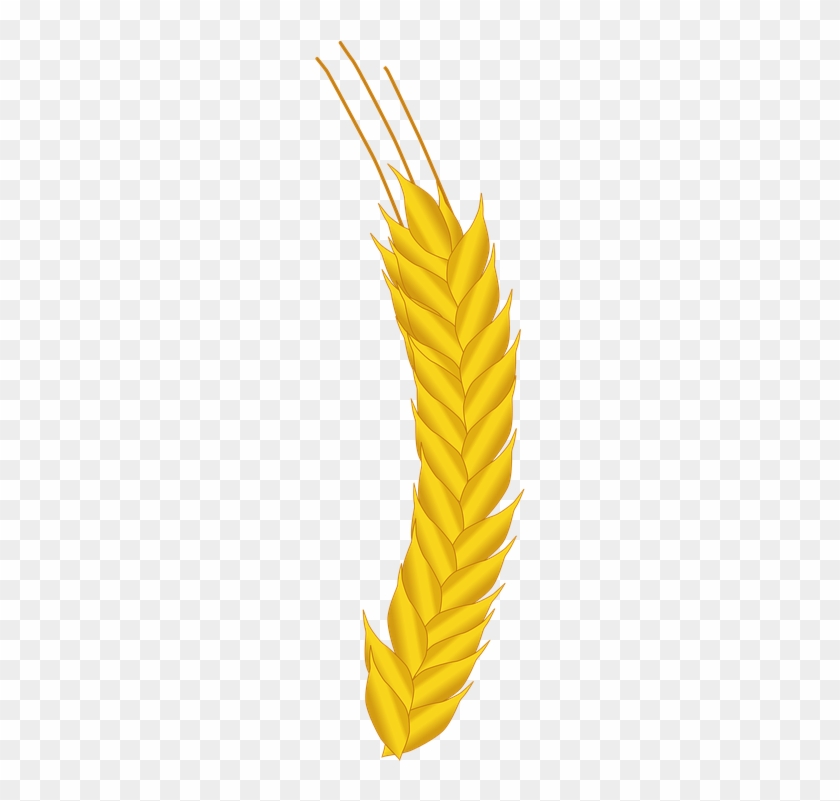 Wheat Vector Free 19, Buy Clip Art - Gandum Vector Png #732731