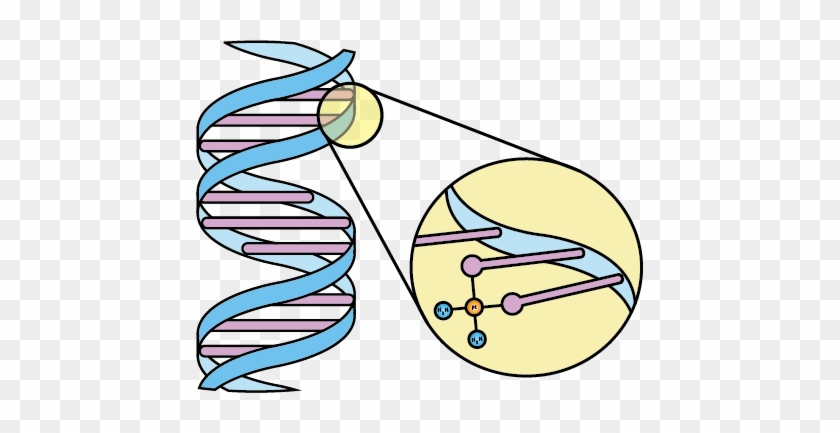 The Interaction Of The Active Part Of The Cisplatin - The Interaction Of The Active Part Of The Cisplatin #733118