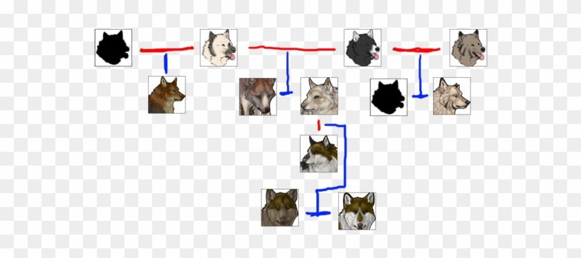 Wolf Family Tree - Domestic Short-haired Cat #733205