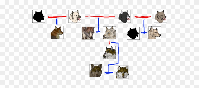 Wolf Family Tree Domestic Short Haired Cat Free Transparent