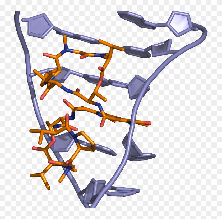 Actinomycin Dna Binding - Bicycle Trainer #733476