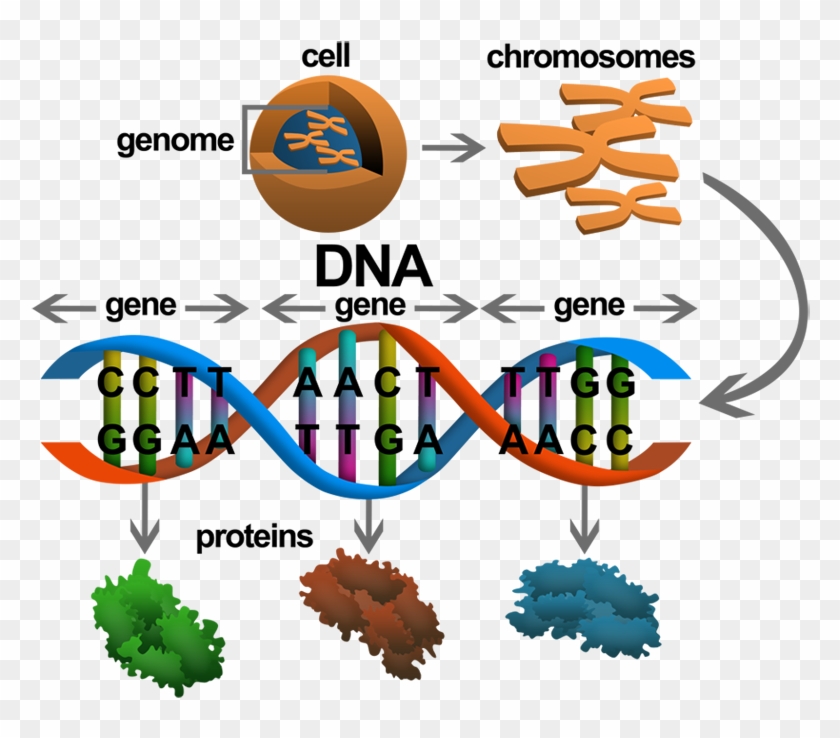 Geneimagewip007 - Kromozom Dna #733481