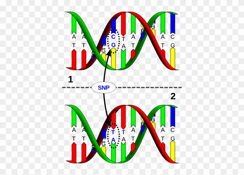 Dna Clipart Graphics - Single Nucleotide Polymorphism #733508