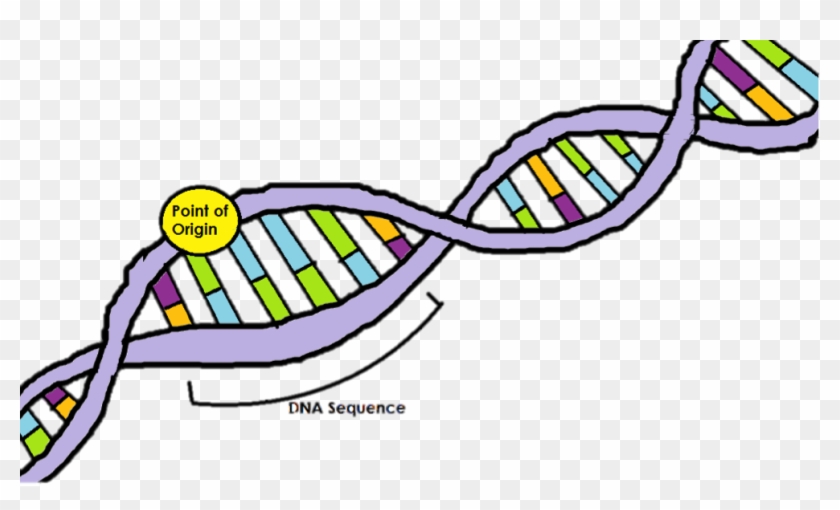 Point Of Origin Dna Replication - Free Transparent PNG Clipart Images  Download