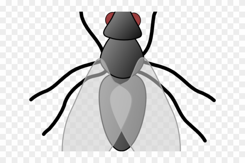 Fly Clipart - Free Images Of Flies #733517