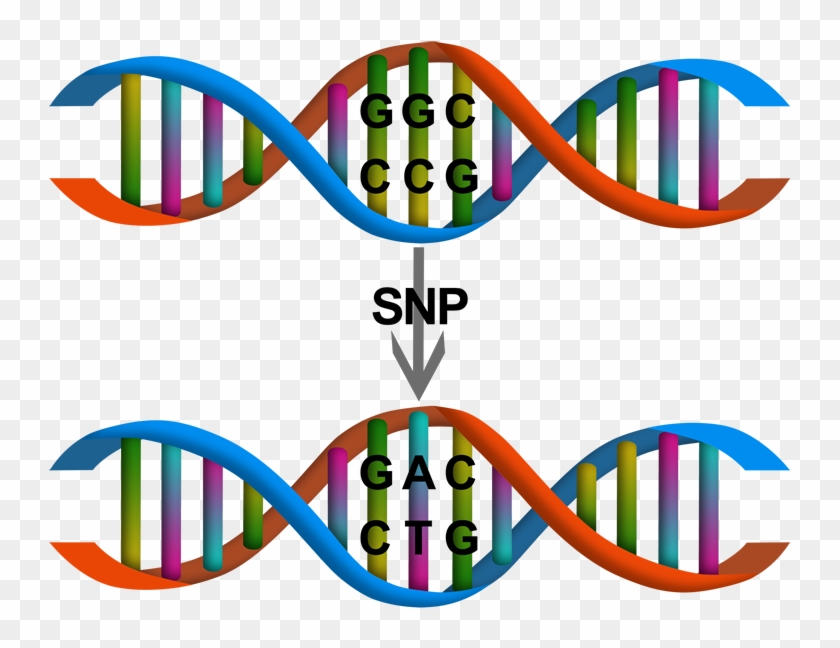 Dna Variations - Dna Variation #733521