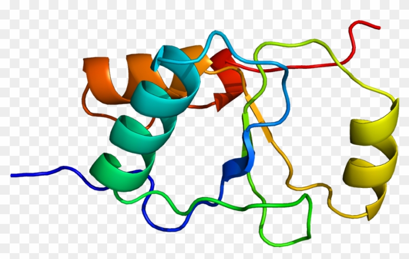 Xrcc3 Protein #733551