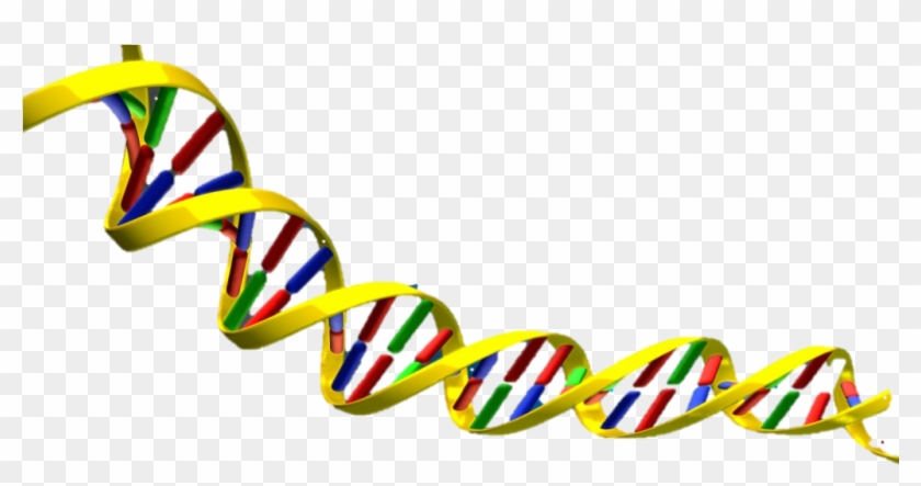 Dna Helix - Dna Double Helix Png #733868