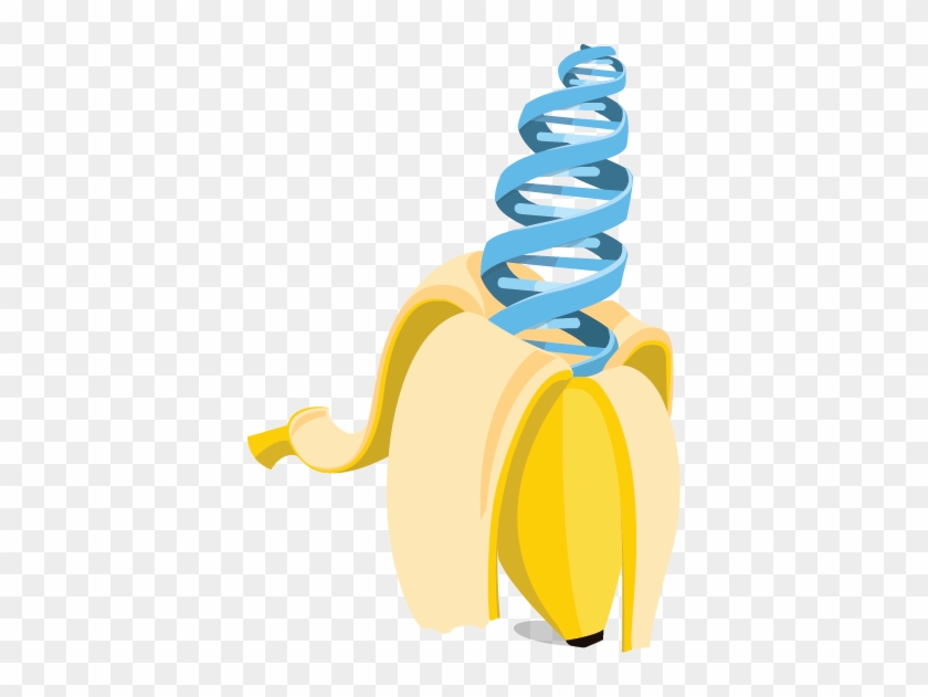 Banana - Extraction Of Dna From Banana #733901