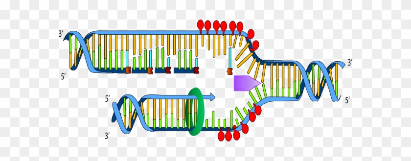 Ligase In Dna Replication Transparent #733917