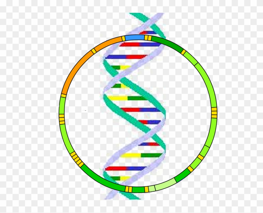 Mitochondrial Dna - Mitochondrial Dna Png #733921