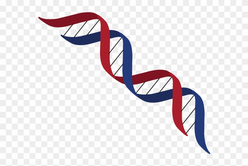 Double Helical Structure Of Dna - Double Helical Structure Of Dna #734180