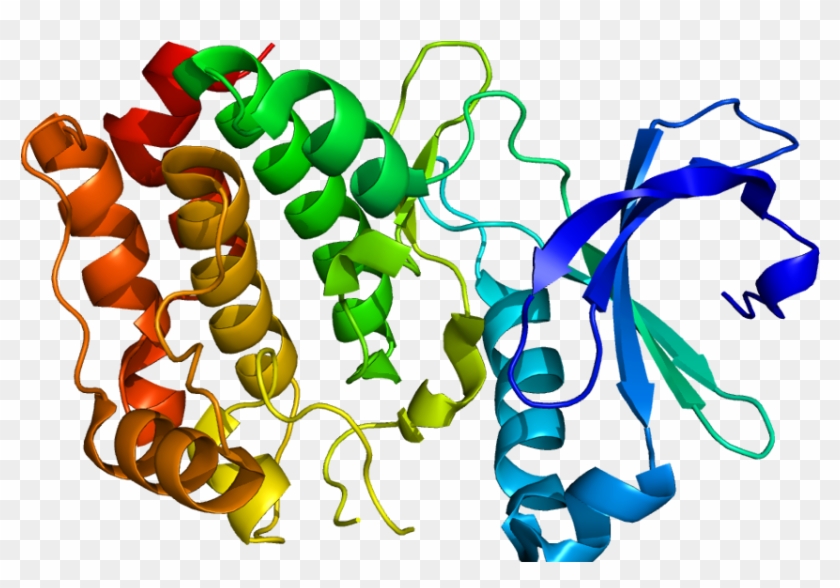 Rac Beta Serine/threonine Protein Kinase Market - Atm Serine Threonine Kinase #734406