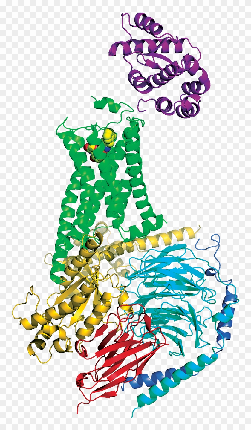 Drug Discovery Stands To Benefit From Structure Of - Gpcr G Protein Complex #734413
