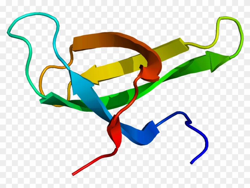 Survival Motor Neuron Protein #734462