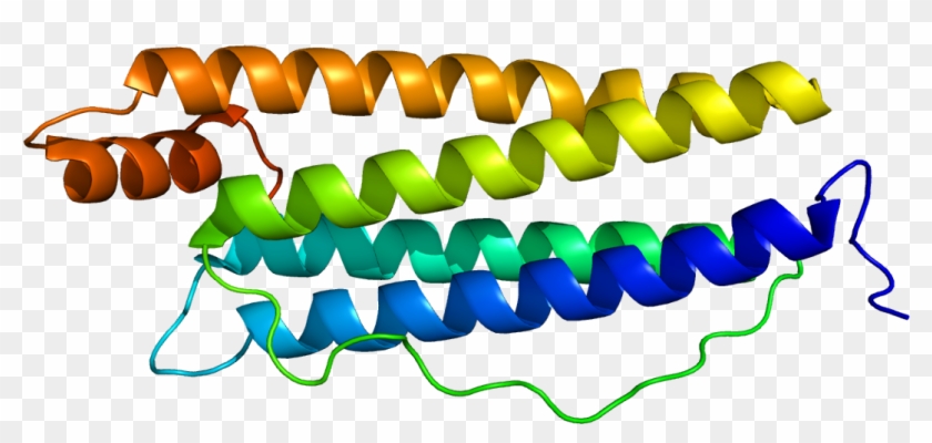 Human Ferritin Heavy Chain #734470