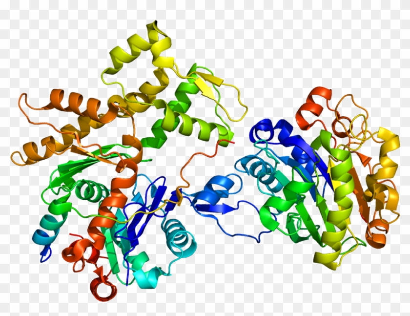 Protein Wipf1 Pdb 2a41 - Wiskott Aldrich Syndrome Protein Crystal Structure #734586