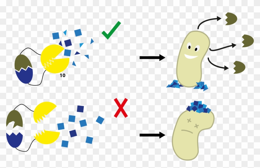 Illustration Of The Split-protein System - Illustration #734597
