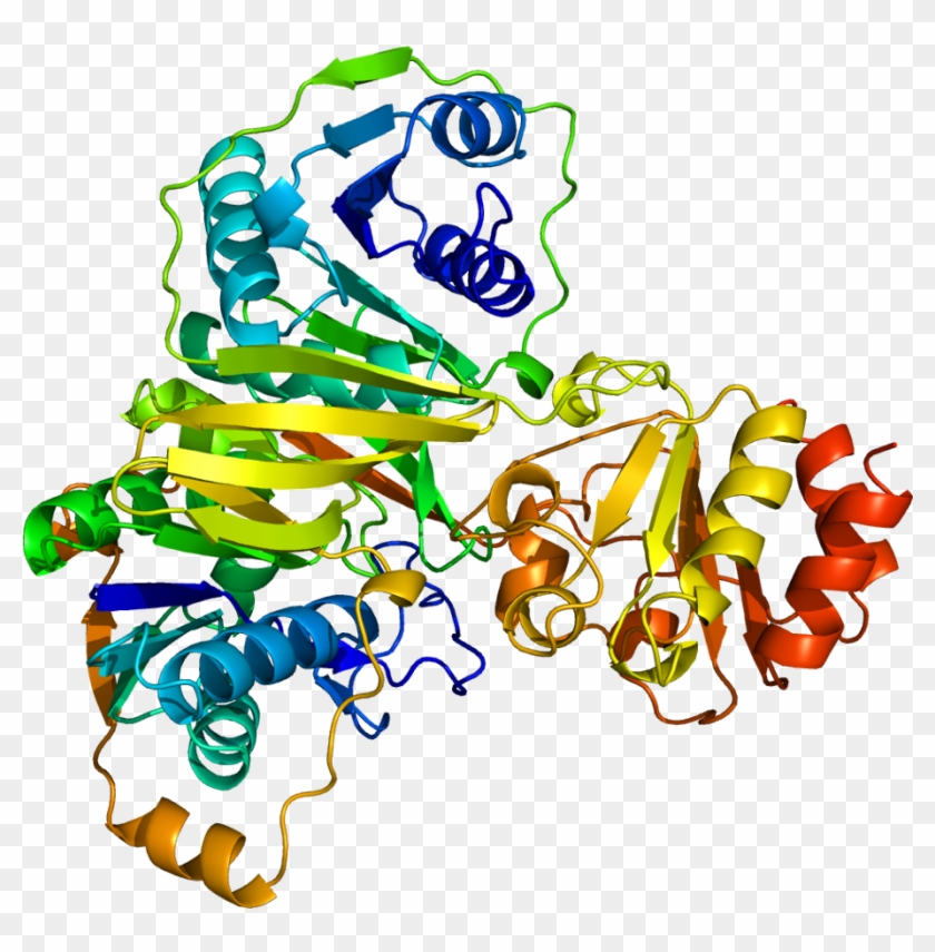 Protein Etfb Pdb 1efv - Wikipedia #734638