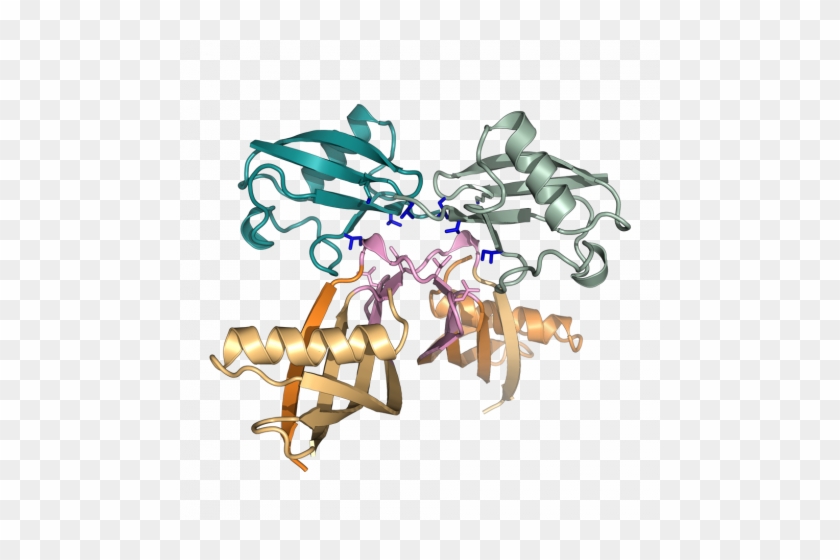 Crystal Structure Of K6-affimer Protein Bound To K6 - Wood #734692